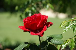 date-rape pregnancy